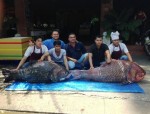 Đại gia Sài Thành sắp thưởng thức cặp cá hô khủng 240kg