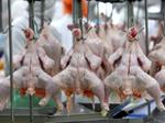 Ba phần tư gà tại Anh có chứa vi khuẩn gây ngộ độc