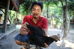 Giống gà đắt nhất thế giới đã về Việt Nam