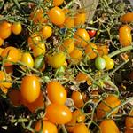 Hình ảnh độc của cà chua nho màu vàng