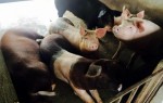 Lợn giun quế ăn Tết: Đặt trước 4 tháng, cử người thăm nuôi