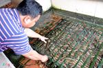 Kiếm 300 triệu/tháng nhờ nuôi lươn không bùn ở Sài Gòn