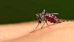 Tuyệt chiêu đuổi muỗi không dùng hoá chất