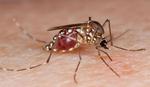 Biến đổi giới tính của muỗi để ngăn ngừa mầm bệnh