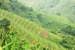 Ruộng bậc thang Hà Giang xanh mướt đẹp mê hồn mùa lúa