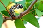 Sâu bướm Mopane - món ăn Giáng Sinh kinh dị nhất thế giới