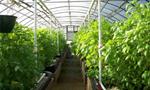 Tỉ phú Vingroup sẽ trồng rau củ 'chưa từng có' ở Việt Nam