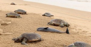 Hơn 300 xác rùa quý hiếm trôi dạt vào bờ biển Ấn Độ