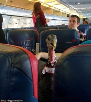 Đại gia chơi ngông mua vé cho gà đi máy bay