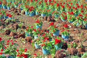 Hơn 1.000 chậu hoa Tết của nông dân bị đập nát trong đêm