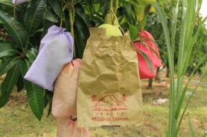 'Túi lạ' được vô tư dùng bao trái cây ở Tiền Giang, Bến Tre