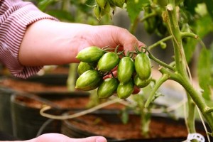 Giá cà chua Đà Lạt lên kỷ lục 180.000 đồng/kg