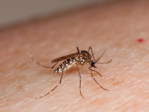 Cách phân biệt dấu hiệu bệnh do virus Zika và do sốt xuất huyết