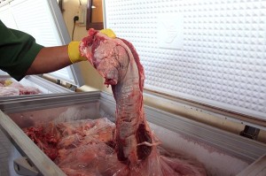 Phạt 50 triệu đồng vụ 'hô biến' 300kg thịt trâu 'thối' thành thịt bò