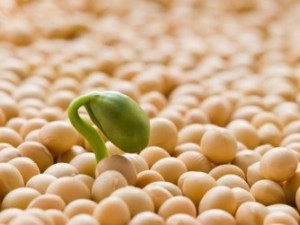 Tinh chất mầm đậu nành: Thần dược hay độc dược?