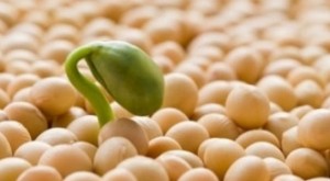  Sử dụng tinh chất mầm đậu nành có nguy cơ gây ung thư vú