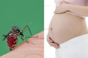 Không phải cứ nhiễm virus Zika là sẽ sinh con bị dị tật đầu nhỏ