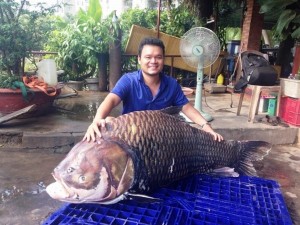 Đại gia Sài Gòn đổ xô đặt mua cá hô 'khủng' 118 ký giá 4 triệu/kg