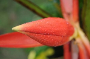 Hoa chuối – khắc tinh của bệnh đau dạ dày
