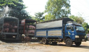 Lý giải nguyên nhân thương lái Trung Quốc ráo riết thu mua lợn Việt Nam