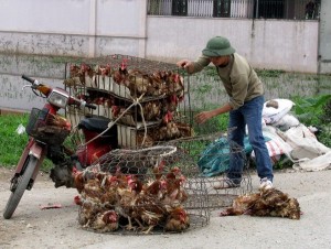Nhập gà Trung Quốc: Nguy cơ dân ăn thịt 'rác', người nuôi mất nghiệp