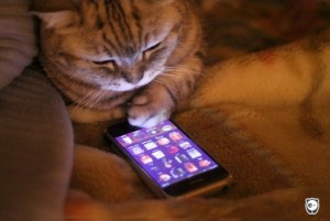 Bật cười với chùm ảnh cuộc sống của mèo trong thời đại công nghệ