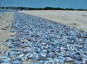 Cục Khảo sát Địa chất Mỹ lý giải hiện tượng cá chết hàng loạt