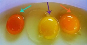 Mẹo 'tuyệt hay' nhìn lòng đỏ trứng là biết trứng nào của con gà công nghiệp, ốm bệnh