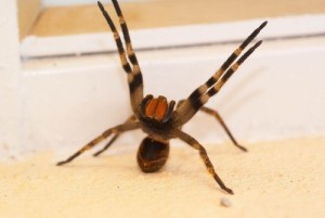 Phát hiện loài nhện có khả năng khiến nạn nhân “rạo rực” đến chết