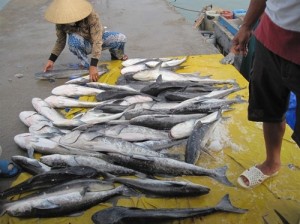 Tiếp tục có cá bớp chết hàng loạt tại Nha Trang
