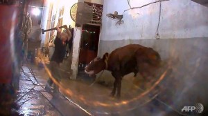 Australia cấm xuất bò sang VN: Thiệt cho người làm đúng