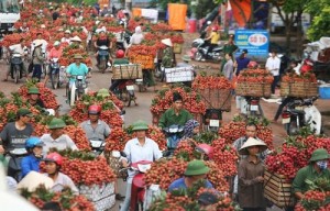 Công an, giao thông, hàng không, cửa khẩu, ngân hàng dồn lực cho trái vải Việt