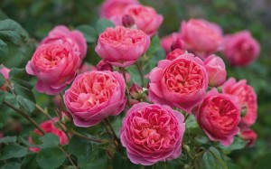 Những giống hoa hồng ngoại đẹp mê mẩn lại cực dễ trồng ở Việt Nam