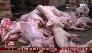 Thâm nhập đường dây mua bán thịt heo chết tại Đồng Nai