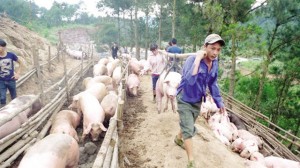 Lợn hơi Hà Nội rớt giá: Người nuôi lao đao vì chạy theo 