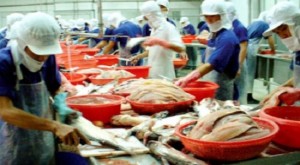 Sẽ kiểm tra 100% lô hàng xuất khẩu cá tra vào thị trường Hoa Kỳ