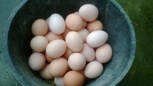 Trứng gà ta 3.500 đồng/quả là trứng gì?