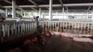 Giá thịt lợn ở phía Nam giảm mạnh do thương lái Trung Quốc ngừng mua
