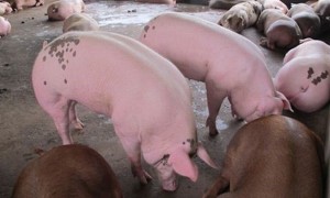 Khuyến cáo Trung Quốc trở lại ồ ạt thu mua lợn mỡ, cá tra 