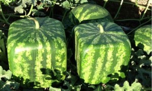 Kỹ thuật trồng dưa hấu vuông 