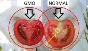 Cách phân biệt cà chua thường và cà chua biến đổi gen