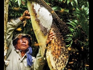 'Đặc sản mật ong U Minh' 85% là nước đường