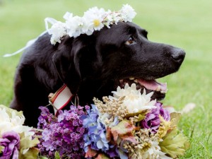 Gắng gượng sống đến ngày cô chủ làm lễ kết hôn, chú chó khiến ai cũng phải rơi nước mắt