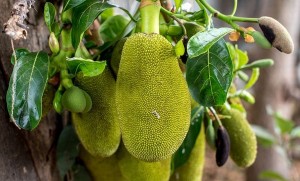 Việt Nam đang sở hữu một loại quả được mệnh danh là 