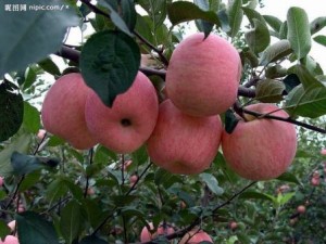 Bí mật ghê người phía sau những trái táo Trung Quốc