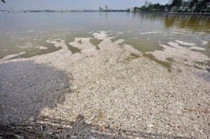 Cá chết ở Hồ Tây đã lên đến 60 tấn, chỉ số oxy bằng 0