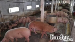 Thịt lợn thảo dược nuôi bằng thảo dược 'trên thị trường'