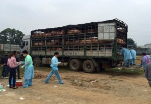 Gần 200 con lợn lở mồm long móng suýt được tiêu thụ