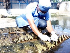 Đến cá sấu cũng 'sợ' thương lái Trung Quốc