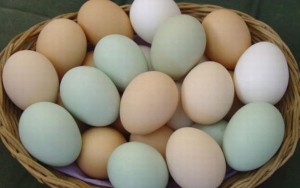 Trứng gà vỏ xanh đang bị “thổi giá”?